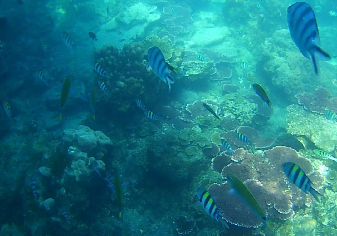 Juara Bay Resort Pulau Tioman Exterior foto